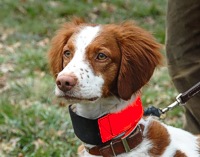 A Brittany's focus is entirely on the bird field as another brace finishes up a junior test.