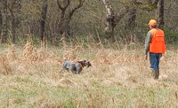 A shorthair on an exuberant retrieve.