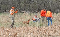 A handler kicks the sorghum to flush the bird her Vizsla is pointing. The gunners are hoping for a safe shot, and the pointer's Brittany bracemate - having already honored the Vizsla - is being steadied by the other handler.