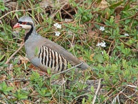 Strolling through the spring shoots and flowers, a chukar partridge is watching for protein-rich insects.