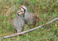 A pair of refugee chukars that managed to evade the dogs and guns on the senior/master course have coveyed up in a treeline and are looking for lunch.
