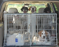 This clan of Pointers has done this a lot, and know the drill about waiting their turn in the SUV. It's warm, but parked in the shade with all the windows open, it's comfortable enough. The 5-month-old pup, of course, gets crate time.