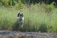 Riley bounds through the cover at the edge of the training area.