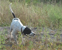 Riley locks up on a planted quail.