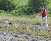 Riley gets a firm, cautionary 'whoa' command from his handler as she approaches to flush the bird.