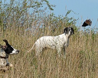 Ah, maturity. Uma pivots, and stands to watch as her less experienced bracemate can't resist chasing a just-flushed Bob White towards the hedgerow.