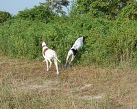 Gus is getting some … er … pointers from Stella on the sort of cover-working drive needed to find those scent cones in still air on a warm day. Into the hedge she goes.