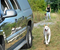 Tattoo the pup has just been visiting with the shorthair walking down the road, and races his reflection past a truck.