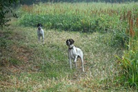 Stella backs Gus on a long-range point.