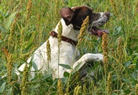 Gus bounds through a stripe of milo, keeping his nose up in the breeze.