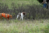 During a weather-induced lull, a hunter lets his Vizsla and his Springer move gently about the grounds so they don't become too restless. They're a close-working, friendly pair.