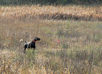 A liver German Shorthair doing what shorthairs do. A nice head-high, long-range point from the middle of the field.