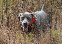 Diving into some scratchy cover as he starts a very busy run through the bird field in a Junior Hunt Test, Jerome's off and running.