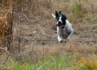 Riley cuts loose in the bird field. He's working on the last leg of his JH title, and knows there are birds for him to find.