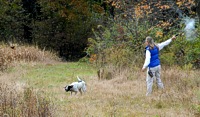 The quail's up, Riley's reacting from his point, and his handler is firing a simulated shotgun with her blank gun.