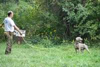 Practicing a little patience at the end of a check cord, a Weimaraner waits with his handler near the breakaway for the juniors. He's looking over his shoulder at the bird field, where the action is.