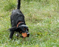 Guinness the Gordon Setter has a dash through the wet grass -