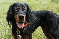 - and hams it up for the camera. Nothing like a qualifying leg at a hunt test to make both handler and dog happy.