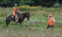 A handler approaches her pointing Vizsla while a judge looks down from her very good vantage point.