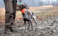 That's liver ticking AND mud decorating that GSP.