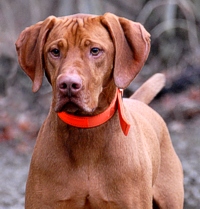 A Vizsla intensely eyes a chukar partridge.