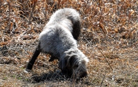 Gabby the Spinone methodically runs shifting loops across the cover on a blind retrieve.
