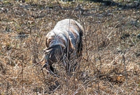 Got it! That chukar was a tough find on the wet ground near a tree-line.