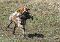 Tootsie the Brittany splashes her way back to Roy, her handler, with a downed chukar she's retrieved from a big ol' mud puddle.