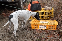 Meena, a young Pointer, is checking out the staging area at the Senior/Master field. She seems to find the box of quail more interesting than the box of chukar.