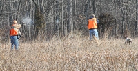 A chukar, pointed by Shelby the GSP and flushed up by Keith, his handler, meets a rather instantaneous mid-air demise in advance of a retrieve in the Master bird field.