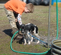 Back up at the clubhouse horse trough, a Pointer pup gets the Pennsylvania washed off.