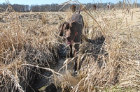 A little after-the-hunt-test romp and a rinse off in a nearby creek.
