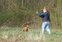 Though a hunter might want his gundog to orbit close to him in close cover, a pup checking back in with his handler during a field trial doesn't always help in the competition. This handler's encouraging his Vizsla to move back out ahead.