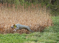 Tatoo has definitely found himself in the spirit of the trial. Stretching out and covering ground is his speciality.