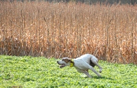 But he can corner too - even on dewey, just-sprouted alfalfa.