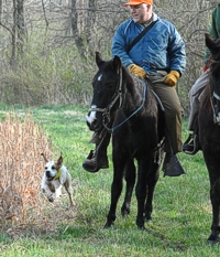 And, coming up behind <I>them</I>, on a long looping pass, is Tattoo, who really doesn't give much thought to the horse he's goosing on the way by.