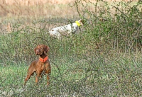 And as often as they work apart, both dogs can wind up a few yards apart from one another, each making separate game. In this trial, no birds are shot, so there are lots of quail up and around.