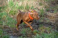 Even after a high-speed jaunt from the breakaway, and quartering two large fields, the Vizsla half of this brace is still completely intent on encountering that next bird.