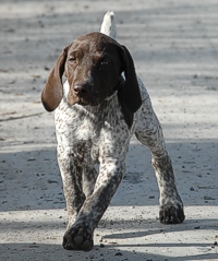 A busy trial event is a great opportunity for this Shorthair pup to take in the sights, sounds, and social nuances that help build the confidence he'll need when his time comes.