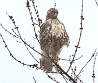 Did we mention that no birds were shot at the trial? And, did we mention that the McKee-Beshers facility is essentially a swamp? This Marsh Hawk set up shop right in Quail Alley. He looks pleased with himself.