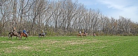 It's a 'walking' field trial in the sense that the <I>handlers</I> are walking. Judges and bird planters ride because otherwise they'd put on some serious miles. Plus, being in the saddle provides a good vantage for watching the dogs work.