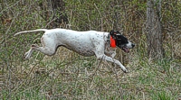 She's 8+ years old, but Uma can still clear the thickets like a pro.