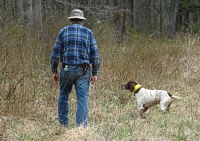 Ol' Fly is all the stauncher on point for his years. Plenty steady to let his handler catch up to kick around for the bird he's found. The handler will, on flushing the quail, use the blank gun he's carrying to simulate a shot.
