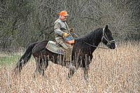 The gun dog bird planter is dizzying up the quail in his hand before planting it in the field for the last brace of the day to find.