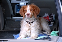 Veteran dogs know how to relax at organized events - they've seen it all a hundred times.