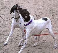 Meena and Rough - 9-month-old littermates - reuinte on the hunt grounds, and pick up where they left off last time to blow off some steam.