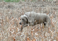 Dune, a big Weimaraner with a Senior title, works the Master bird field.
