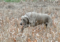 Dune, a big Weimaraner with a Senior title, works the Master bird field.