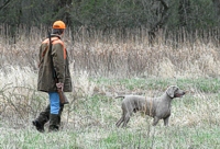 Billy, Dune's handler, looks over the immediate cover as he walks up to his dog on point. Dune got his first Master qualification after some challenging backing and bird work.