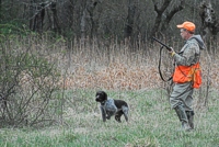 A Germain Wirehaired Pointer and his handler work a birdâ€¦